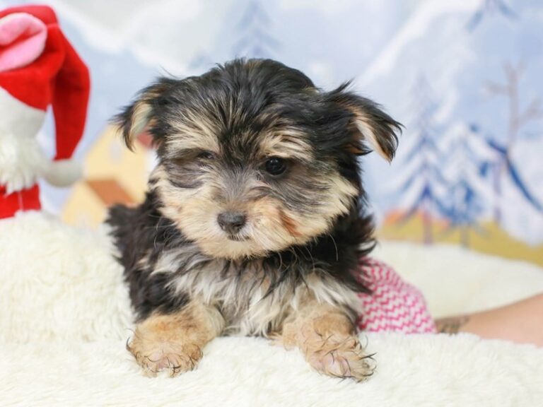 Morkie
