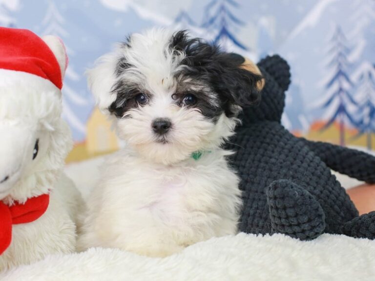 Coton De Tulear