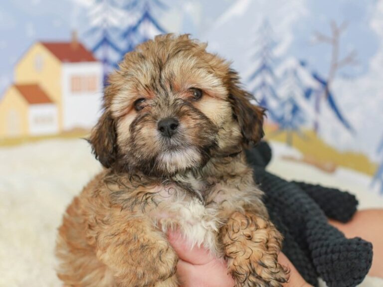 Lhasa Poo