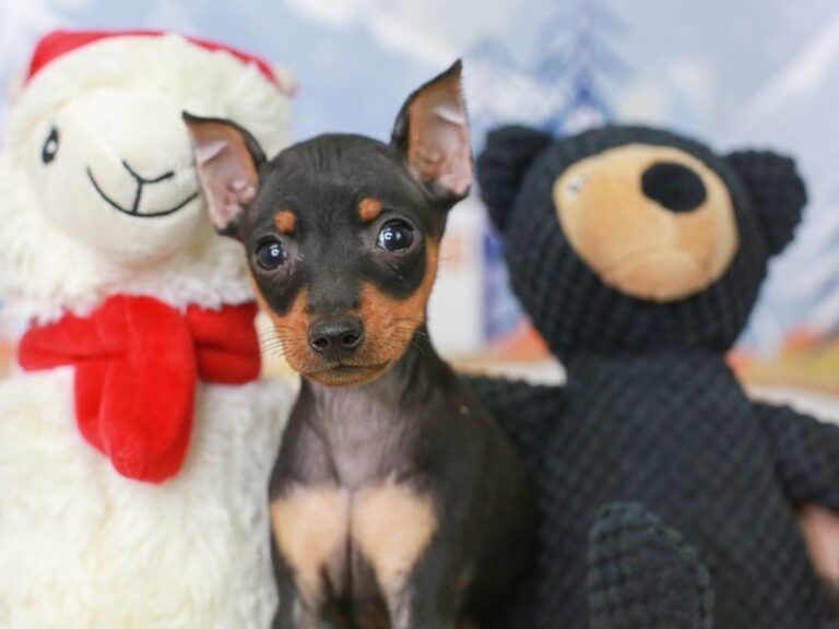 Mini Pinscher
