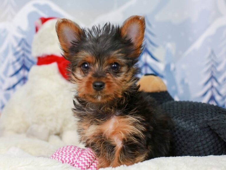 Yorkshire Terrier