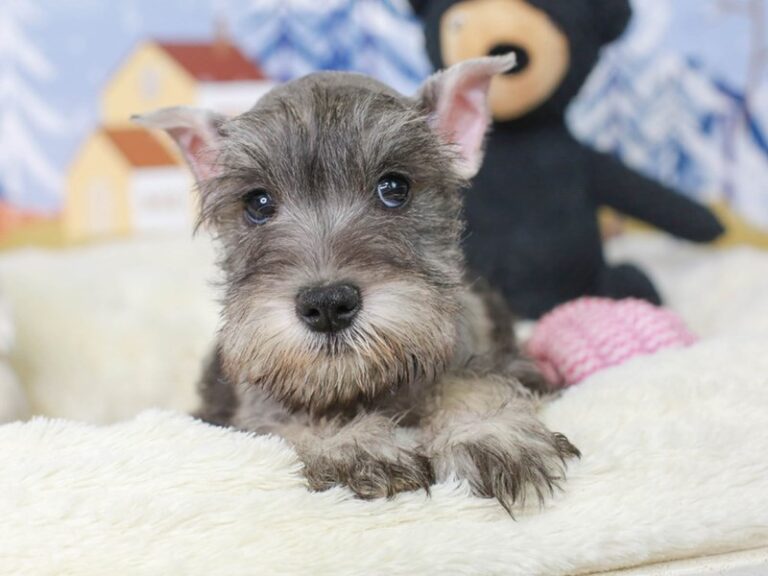 Mini Schnauzer