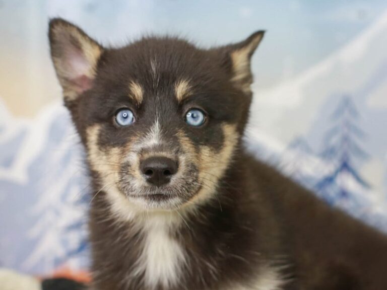 Pomsky