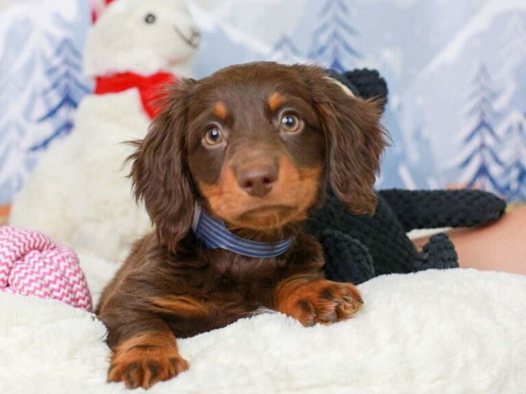 Dachshund