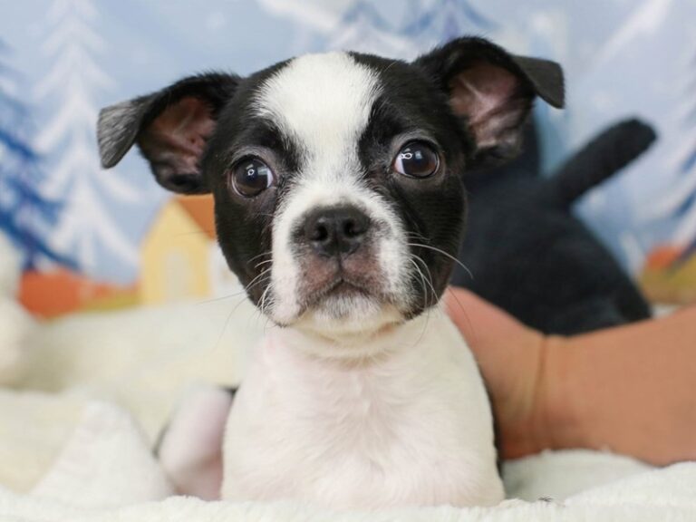 Boston Terrier