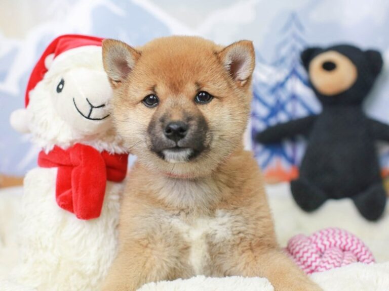 Shiba Inu
