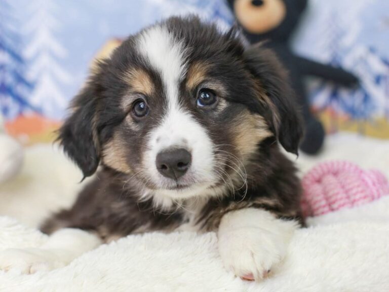 Mini American Shepherd