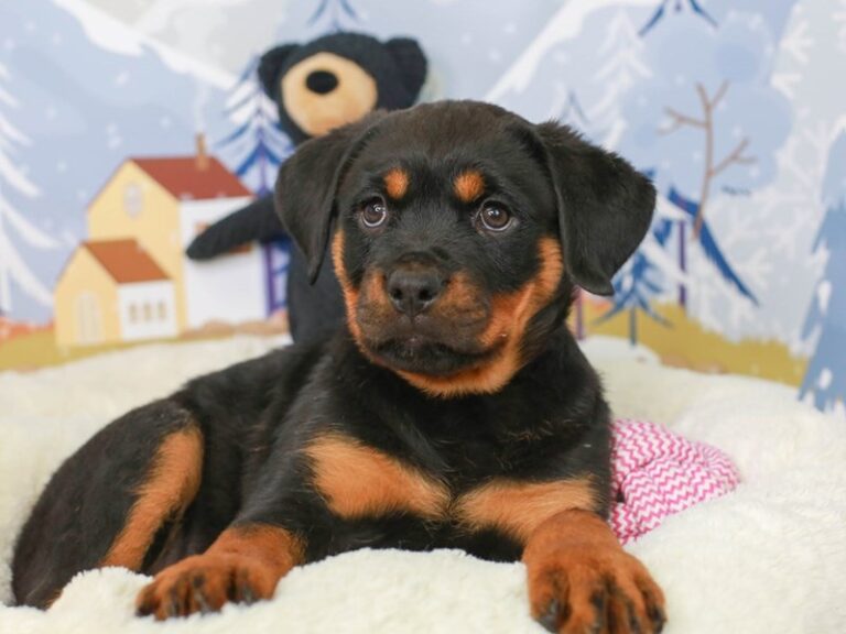 Rottweiler