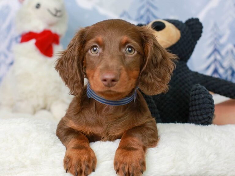 Dachshund