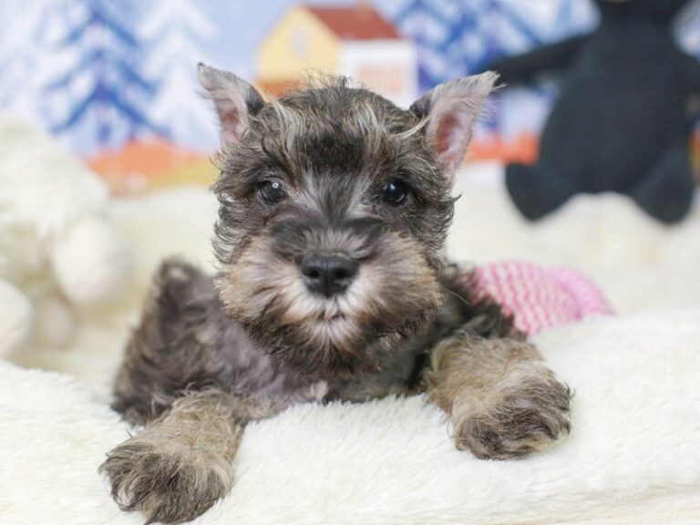 Mini Schnauzer