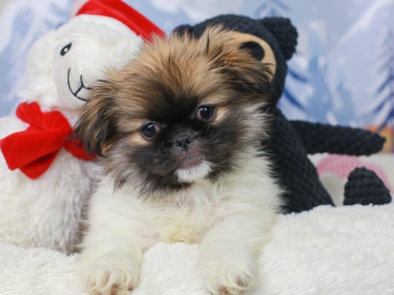 Pekingese