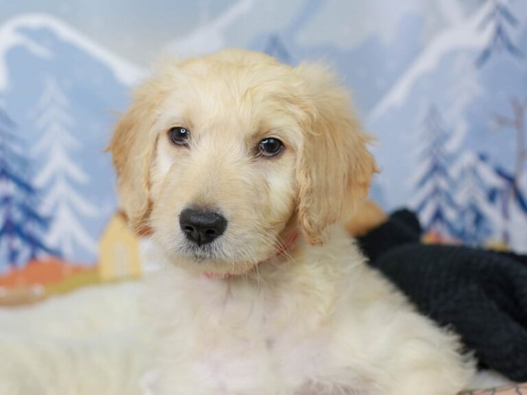 Goldendoodle