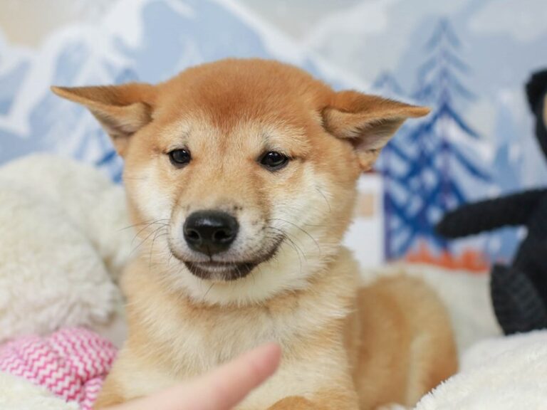 Shiba Inu