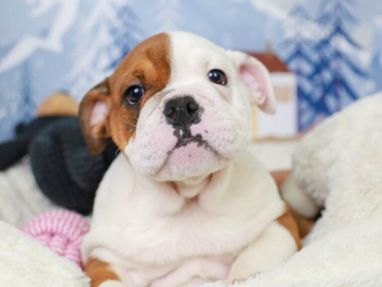 English Bulldog