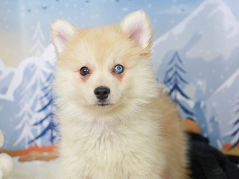 Pomsky