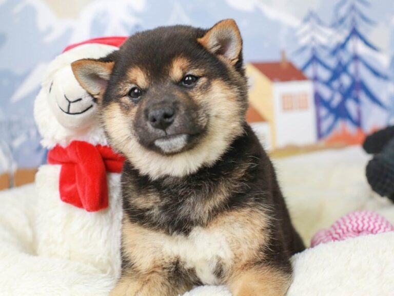 Shiba Inu