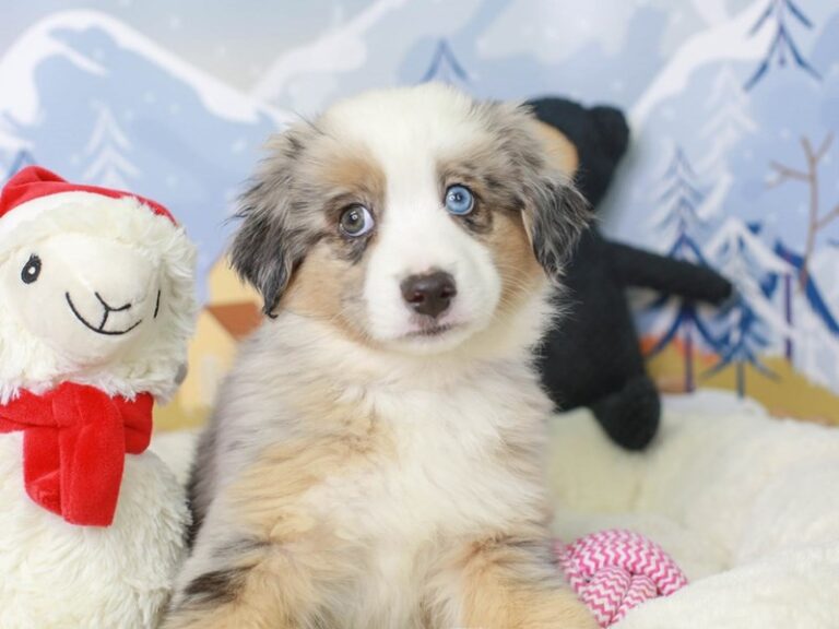 Mini American Shepherd