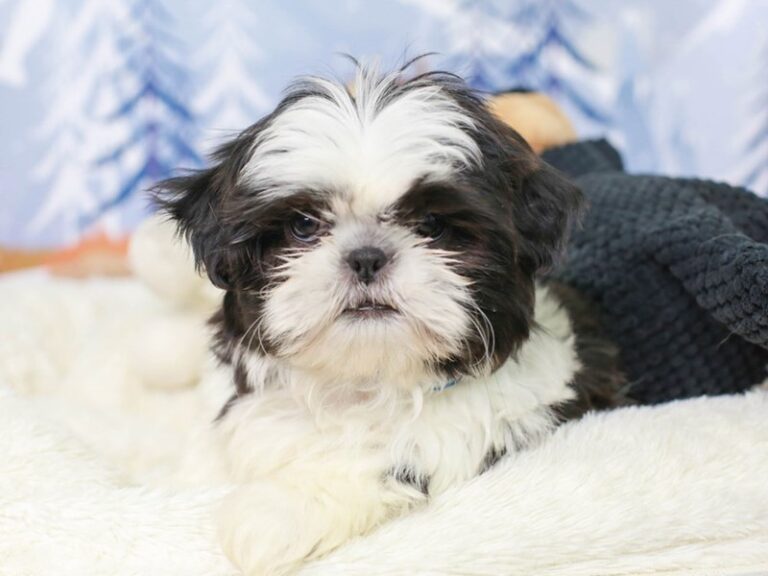Shih Tzu