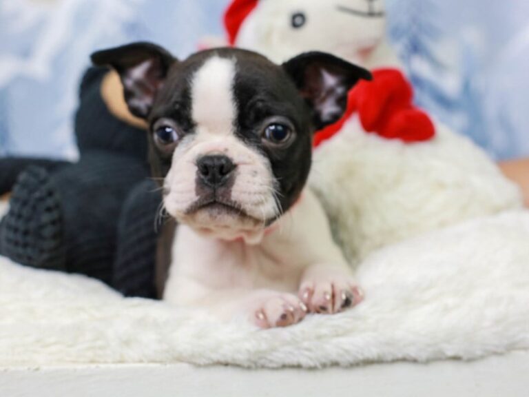 Boston Terrier