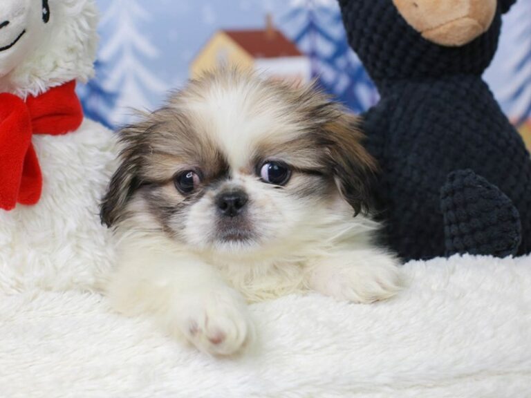 Pekingese