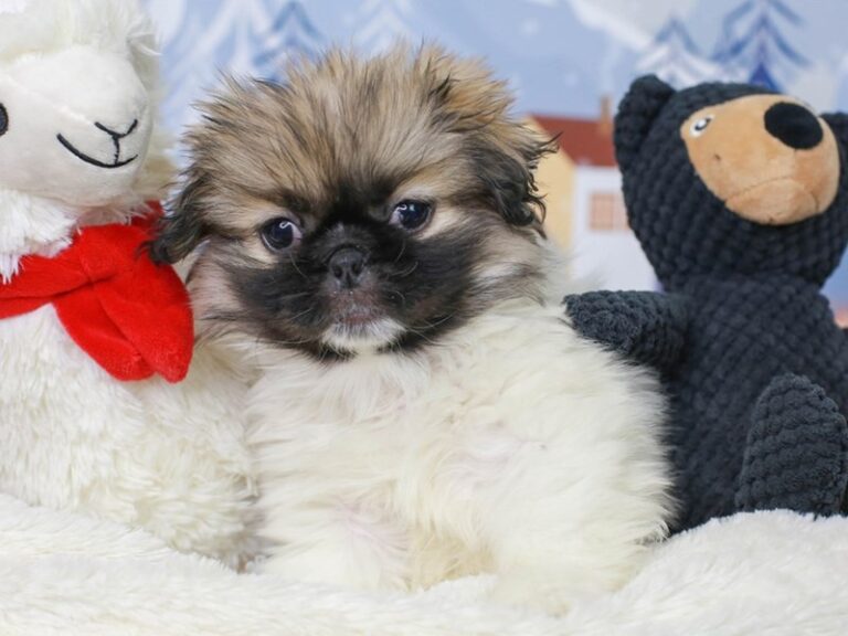 Pekingese