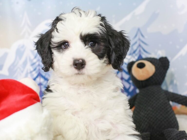 Sheepadoodle