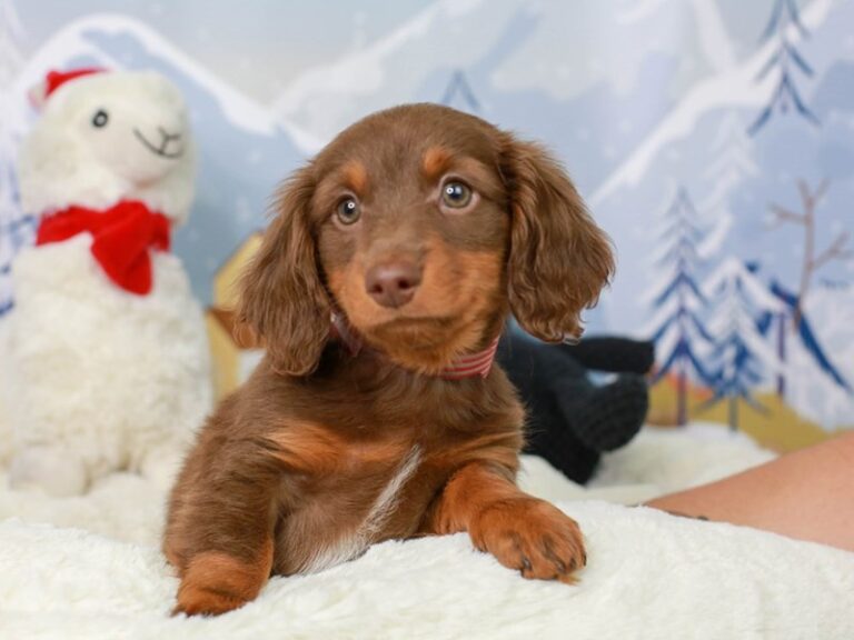 Dachshund