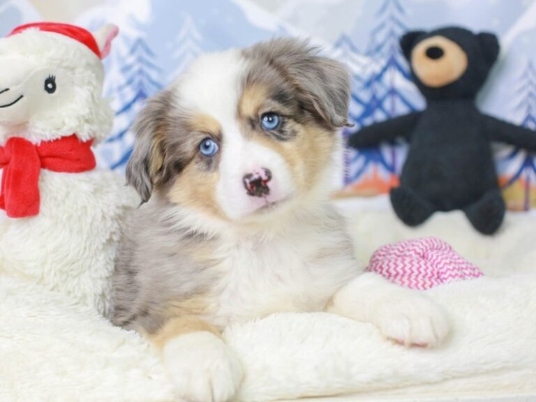 Mini American Shepherd