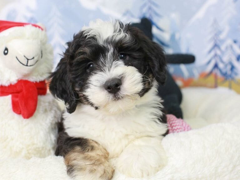 Mini Sheepadoodle