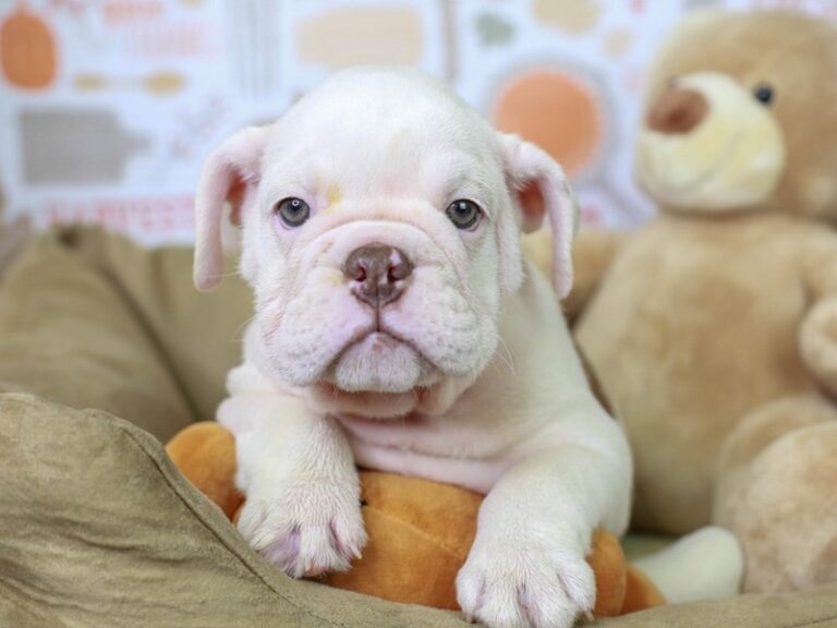 English Bulldog