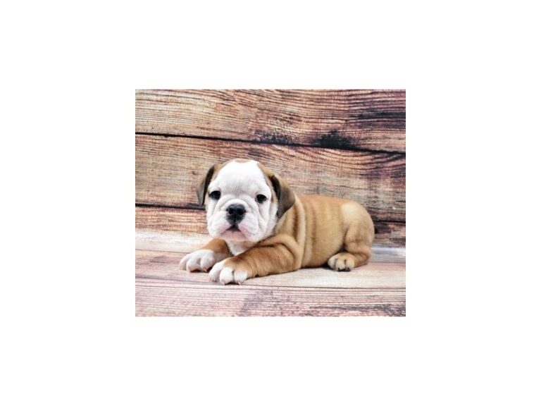 English Bulldog