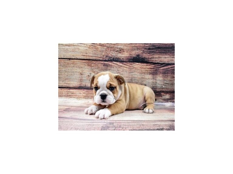 English Bulldog