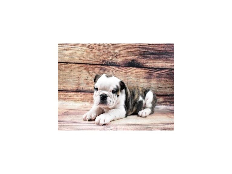 English Bulldog
