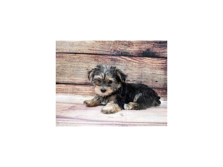 Morkie