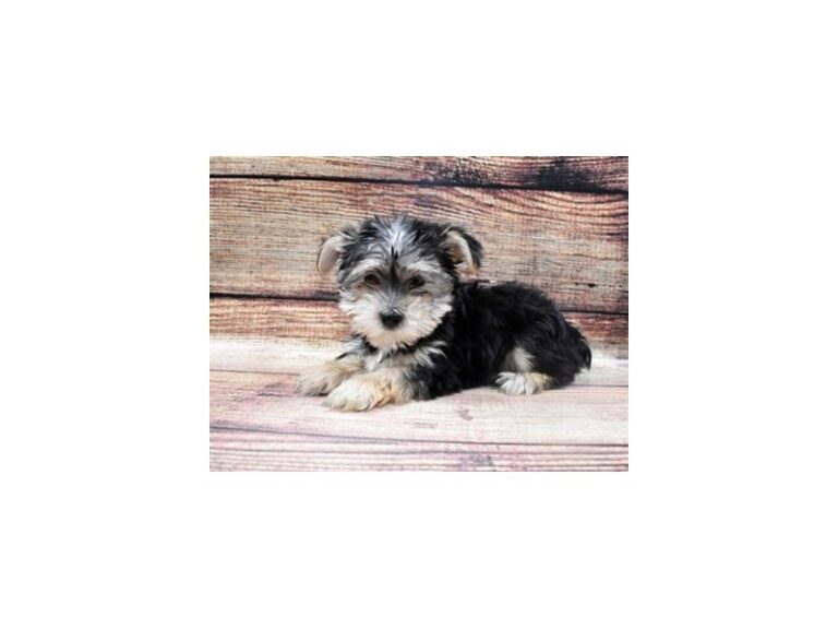 Morkie