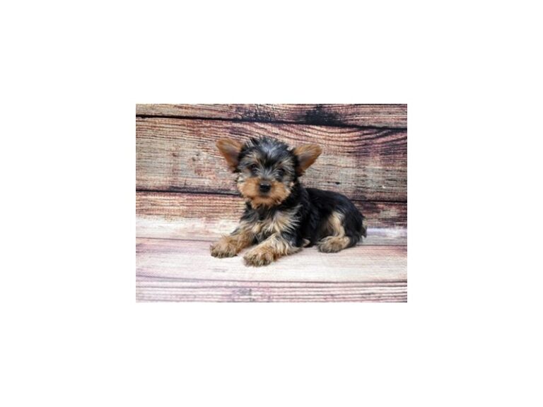 Yorkshire Terrier