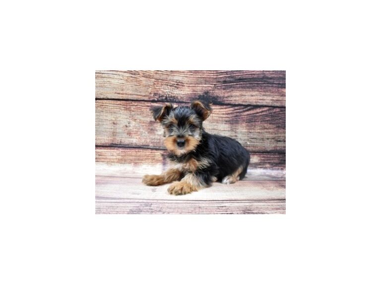 Yorkshire Terrier