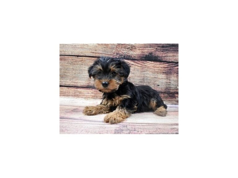 Yorkshire Terrier