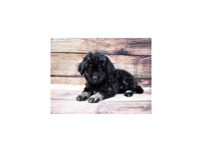 Eski-Poo-Female-Black-2925722-Animal Kingdom | Puppies N Love