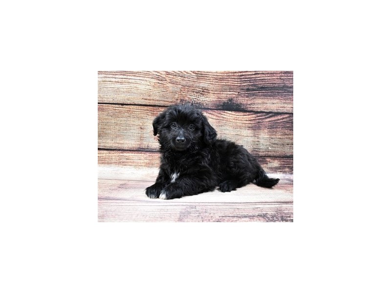 Eski-Poo-Male-Black-2925727-Animal Kingdom | Puppies N Love