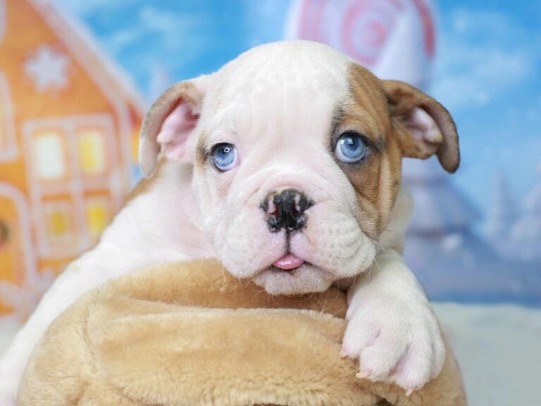 English Bulldog
