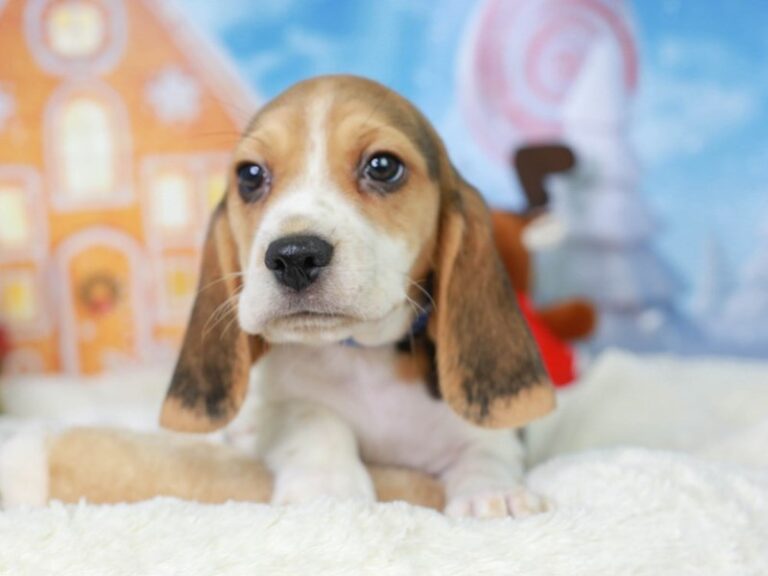 Beagle