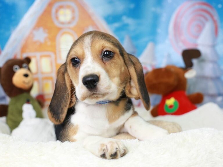 Beagle
