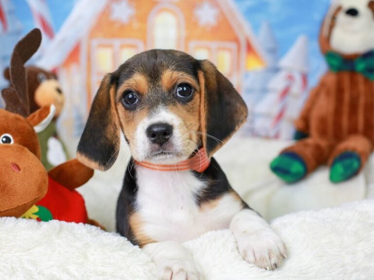 Beagle