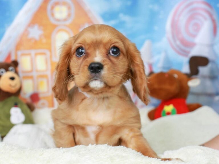 Cavalier King Charles Spaniel