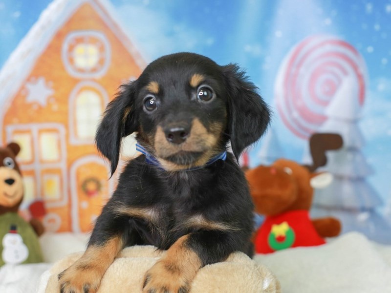 Chiweenie-Male--2927462-Animal Kingdom | Puppies N Love