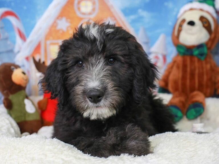 Sheepadoodle