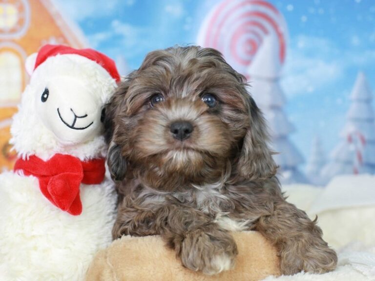Cavapoo