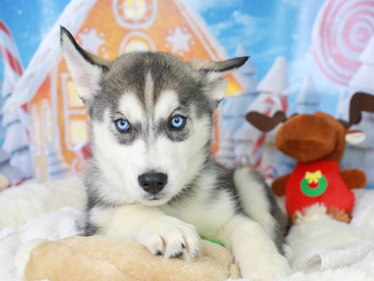 Siberian Husky