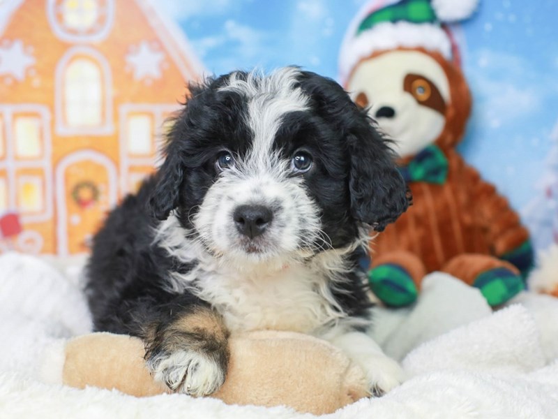 Mini Aussie Poo-Male--2927450-Animal Kingdom | Puppies N Love